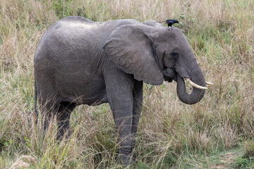 Family of Elephants Herd in Uganda Safari Africa Murchison Falls © James