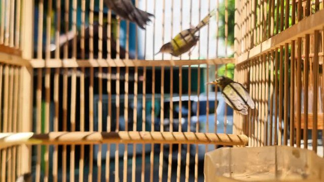 Sidoarjo, Indonesia - 4 June, 2026: Selective focus shot of a beautiful yellow sunbird with a curved beak, featuring blurred birds in the background inside a cage