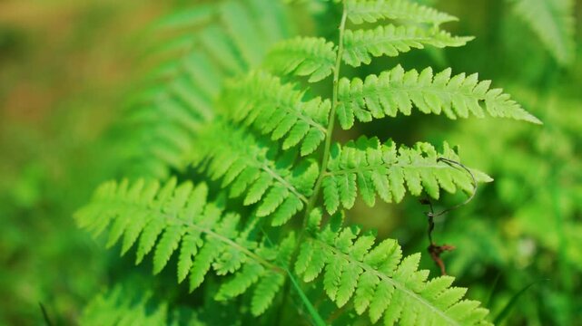 Closeup of fern leaf in the forest at Manali, Himachal Pradesh, India. Beautiful fern leaves, green foliage, natural floral fern background. Fern with copy space for nature, outdoor, adventure