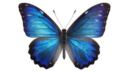 Vibrant blue morpho butterfly with detailed wings © Sarah