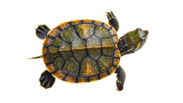 Red-eared slider turtle with patterned shell and striped head