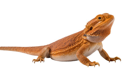 Fototapeta premium Orange bearded dragon reptile with spiky scales