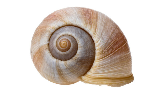 Snail shell spiral close-up with beige and white stripes