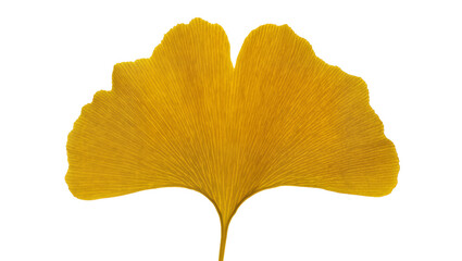 Naklejka premium Yellow Ginkgo Biloba Leaf Veined Texture