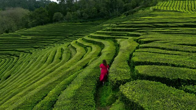 Woman Walking Through Lush, Terraced Tea Fields Of Gorreana Tea Plantation On S&atilde;o Miguel Island In The Azores, Portugal. Aerial Shot