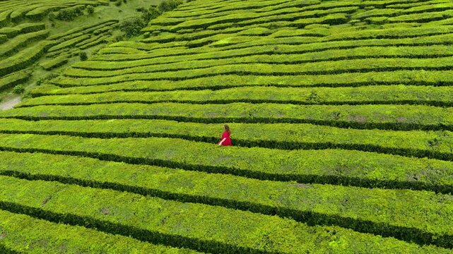 Lone Woman Walking Through Terraced Rows Of Tea Bushes On S&atilde;o Miguel Island In The Azores, Portugal. Aerial Drone Shot