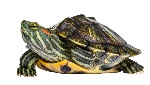 Red-eared slider turtle with patterned shell and green stripes
