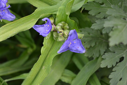 Tradescantia, inchplant, wandering jew, spiderwort, dayflower, trad with purple flowers and long, thin leaves growing on the bright sun in an summer outdoor flowerbed.
