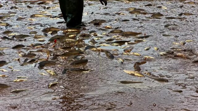 Exposed fish flopping in shallow muddy pond after water drainage, slow motion tracking left