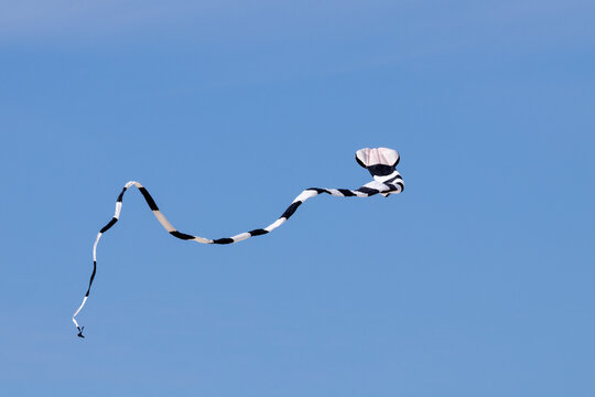 kite in the sky