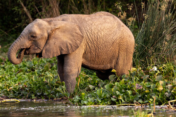Family of Elephants Herd in Uganda Safari Africa Murchison Falls © James