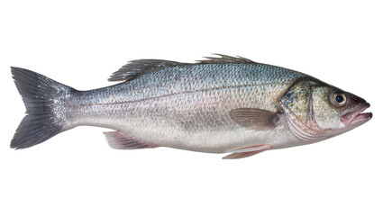 Fototapeta premium European seabass fish Dicentrarchus labrax raw fresh whole, side view