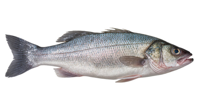 European seabass fish Dicentrarchus labrax raw fresh whole, side view