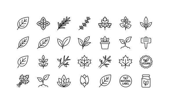 Herbal Seasoning Leaves. Line icon set of seasoning basil garden ecology natural thin outline style: basil leaf, mint sprig, rosemary branch, thyme stem, parsley leaf, oregano sprig, sage leaf, bay