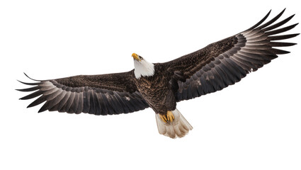 Obraz premium Bald eagle with wings spread wide in flight