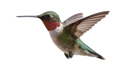 Naklejka premium Ruby throated hummingbird in flight with wings spread