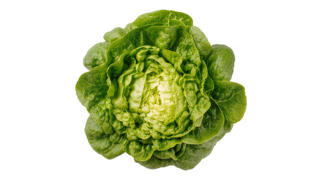 Fresh green butter lettuce head with ruffled leaves