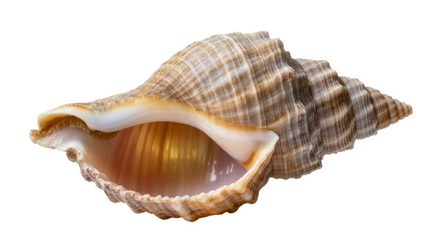Spiral seashell with textured exterior and smooth interior