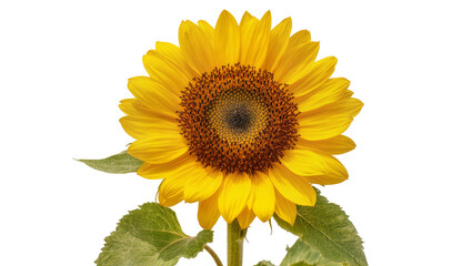 Obraz premium Bright yellow sunflower with green leaves and brown center