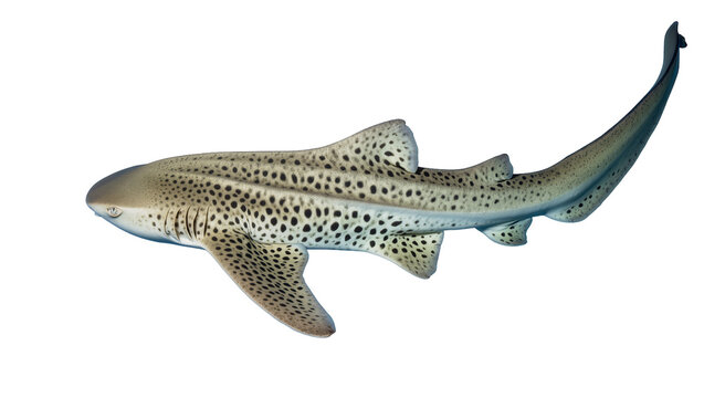 Leopard shark with spotted pattern swimming