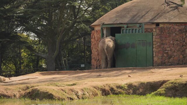 Large African elephant, seen from behind, walks into zoo enclosure building with heavy metal door