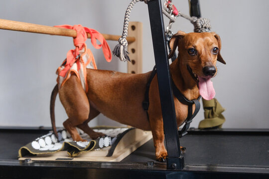 Dachshund with hind leg paralysis doing treadmill rehabilitation therapy