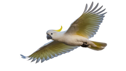 Sulphur-crested cockatoo in flight with wings spread © Johanna