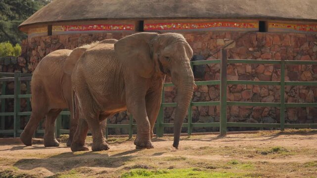 Mature African elephant walks slowly across dusty zoo enclosure, in front of stone building