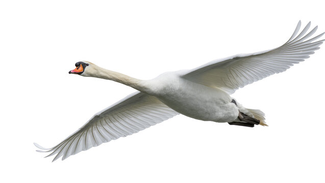 White swan bird flying with wings spread wide