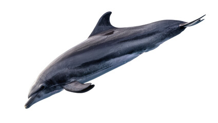 Dark gray dolphin with sleek body and dorsal fin © Sarah