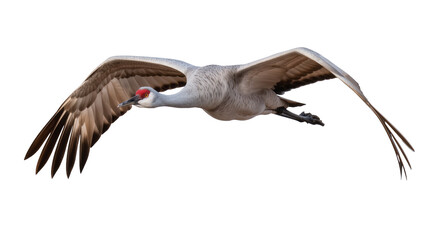 Obraz premium Sandhill Crane bird flying with wings spread wide