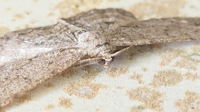 
Front view macro shot of a geometer moth resting and sleeping on a wall, close up

