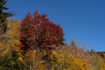 Fototapeta premium Aerial View Of The Changing Of The Leaves In The North Carolina Mountains