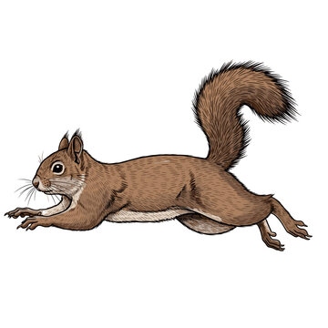 Dynamic running squirrel silhouette in brown vector