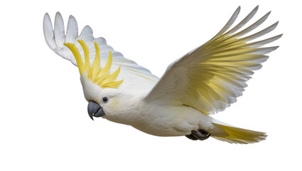 Sulphur-crested cockatoo in flight with yellow crest and wings © Niklas