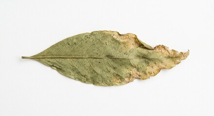 Fototapeta premium Dried night-blooming jasmine leaves pressed on a white background