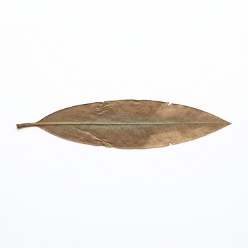 Dried oleander leaf pressed on a white background