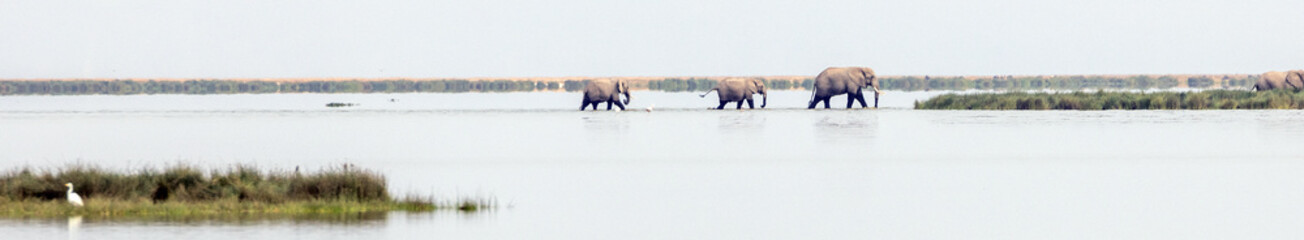 Herd of African Elephants crossing a swamp marsh lake in Amboseli National Park in Kenya Africa © htrnr