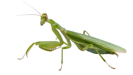 Green praying mantis insect with folded forelegs © Niklas