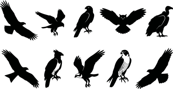 Collection of various bird silhouettes flying and standing still  birds of prey