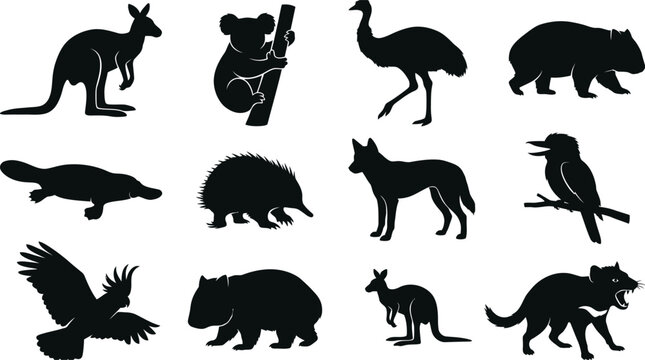 Set of black silhouettes of various Australian wild animals    kangaroo  koala  emu  wombat  platypus  quokka    dingo  kookaburra  eagle  wombat  wallaby  tasmanian   devil on white background