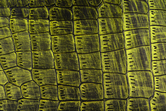 Macro shot of textured reptile skin surface