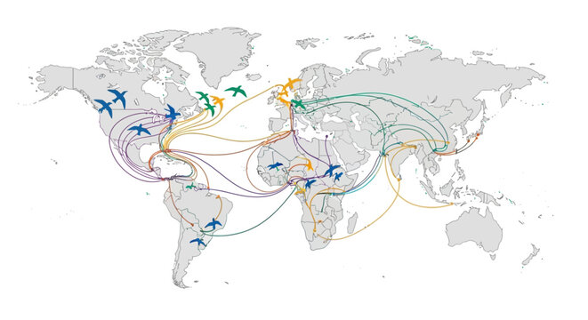 Global Migration Routes: Bird Migration Paths Across Continents