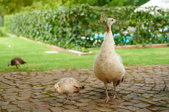 Peafowl standing on brick path in garden