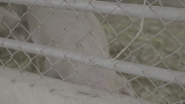 Domestic pig standing behind a wire fence in a livestock farm. Agricultural and animal husbandry concept illustrating swine farming, food production, livestock management, and rural farming industry.
