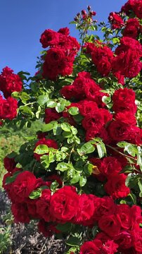 Vertical 4K slow motion footage of blooming red roses under natural sunlight with lush green foliage and blue sky. Ideal for luxury branding, beauty campaigns, romance, wellness content and floral 
