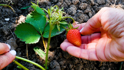 Woman's hands gently parting strawberry leaves, picking a ripe red berry from the bush. Concept of growing and harvesting strawberries, organic gardening, and fresh seasonal fruit. Sweet natural © Sinelie