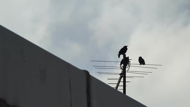 Two Birds Perched On Rooftop Television Antenna Horizontal 4K Footage Silhouette Overcast Sky Urban Wildlife Nature Candid Documentary Video