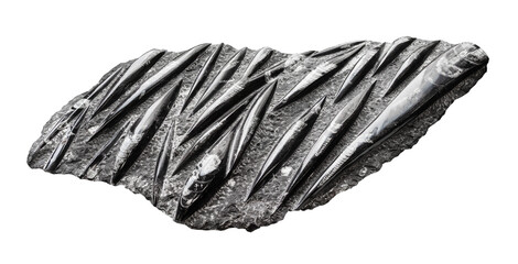 petrified Orthoceras fossil cutout on white background © Ekaterina
