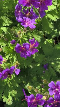 Vertical 4K slow motion footage of bees pollinating purple cranesbill flowers (Geranium pratense) surrounded by green foliage. Ideal for biodiversity, ecology, environmental education wellness content